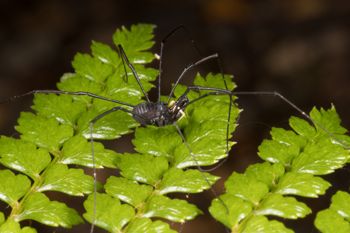 Media type: image; Invertebrate Zoology 152007